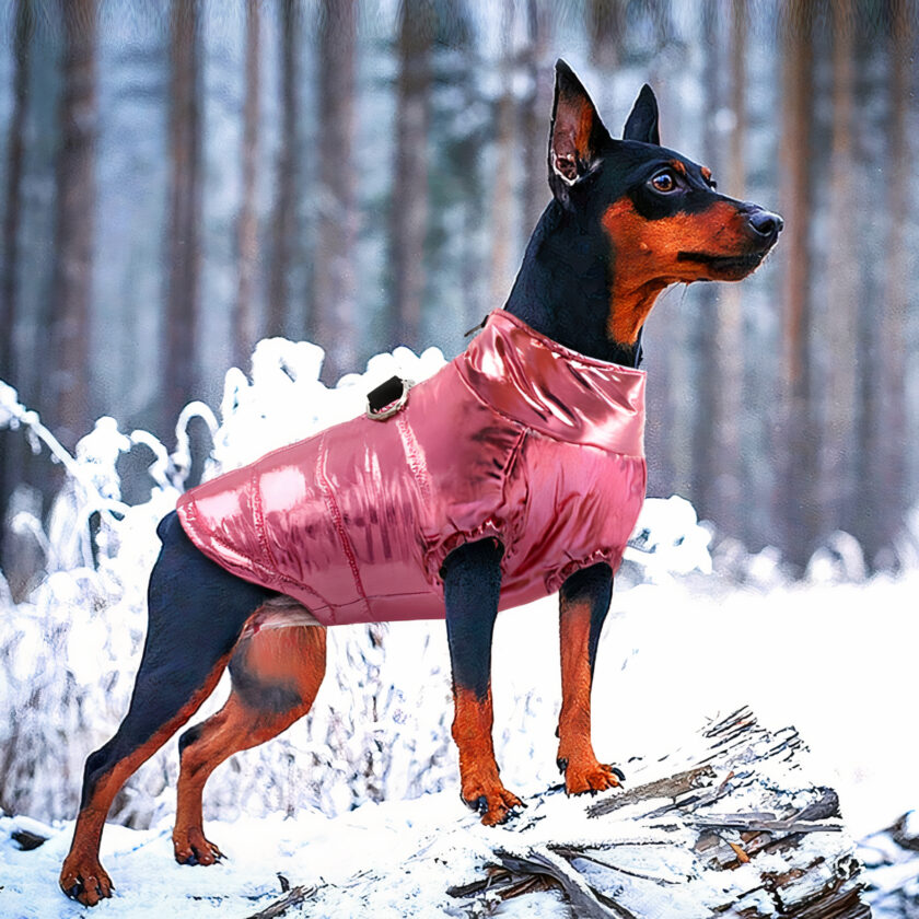 Mittelgroßer Hund mit großen Ohren in Braun und Schwarz, der eine gesteppte Hundejacke in Metallic-Pink trägt. Der Hund befindet sich auf einem schneebedeckten Felsen in der Natur mit Wald im Hintergrund.